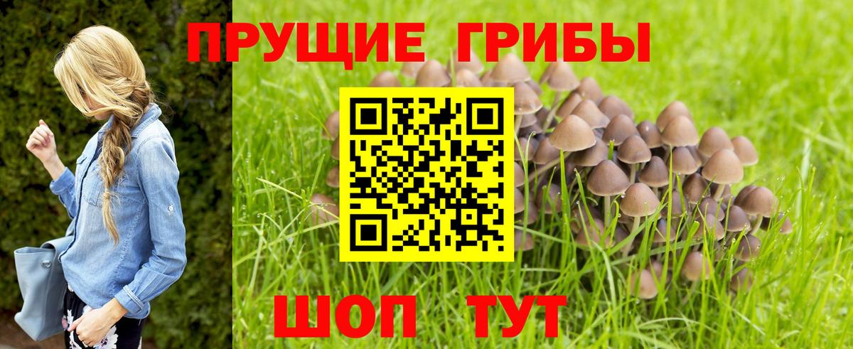 Галлюциногенные грибы Psilocybe  Вход с VPN  Кубинка  наркошоп  Галлюциногенные грибы мицелий 